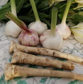 Horseradish და ნიორი Lamblia– ს წინააღმდეგ
