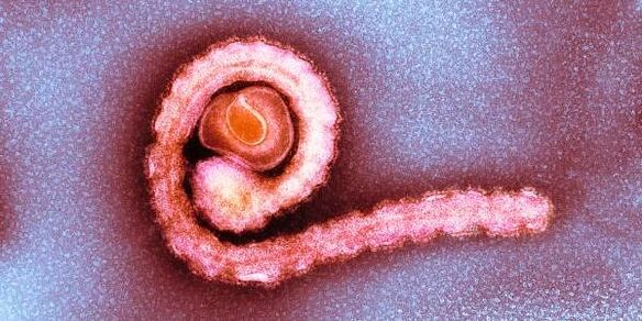 ჯუჯა ლენტი ადამიანის სხეულში