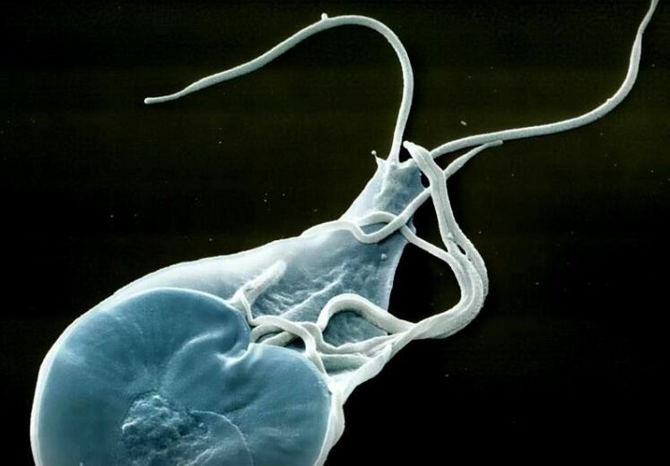 ნაწლავის ლამბლია ადამიანებში